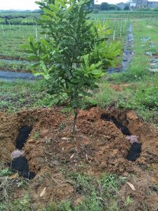 澳洲坚果3年内幼树施肥及用肥方案